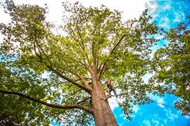 Best Tree Trimming and Pruning  in Sewanee, TN