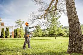 Reliable Sewanee, TN Tree Care Solutions