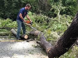 Best Emergency Tree Removal  in Sewanee, TN