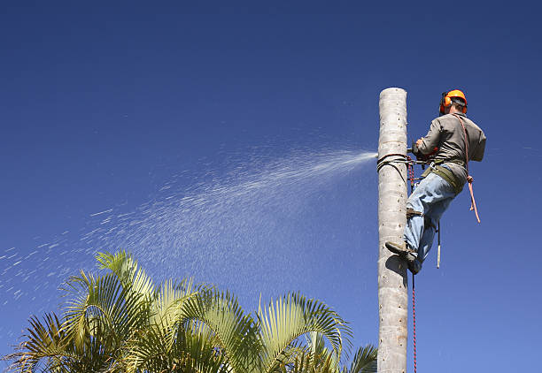 Best Tree Removal  in Sewanee, TN
