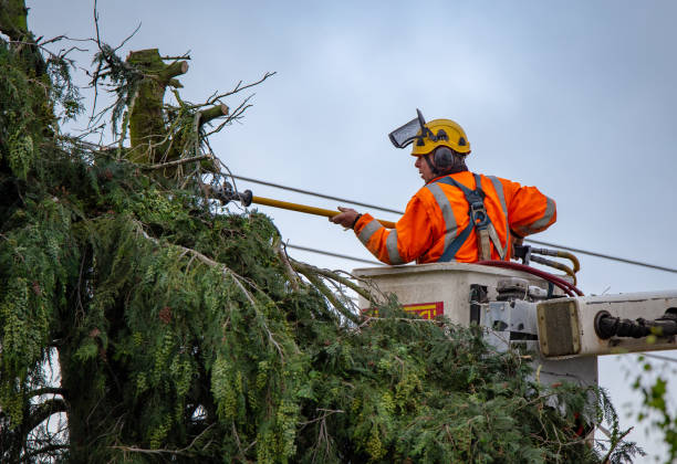 Best Hazardous Tree Removal  in Sewanee, TN