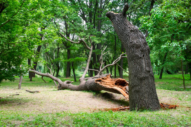 Best Firewood Processing and Delivery  in Sewanee, TN