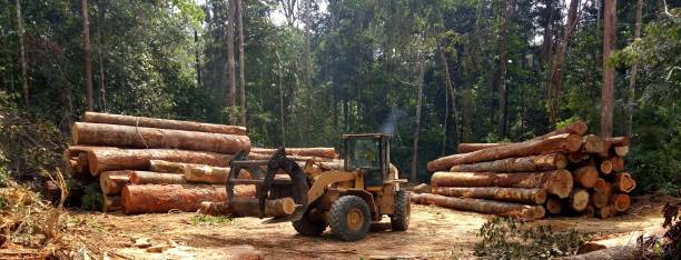 Best Tree Preservation Services  in Sewanee, TN
