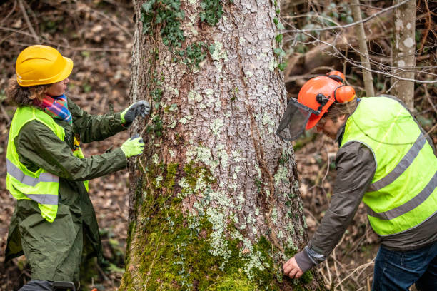 Best Commercial Tree Services  in Sewanee, TN