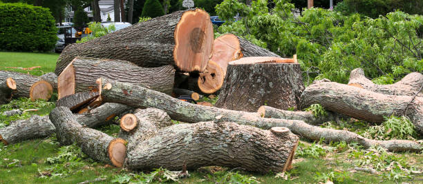How Our Tree Care Process Works  in  Sewanee, TN
