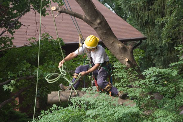 Best Lawn Pest Prevention  in Sewanee, TN