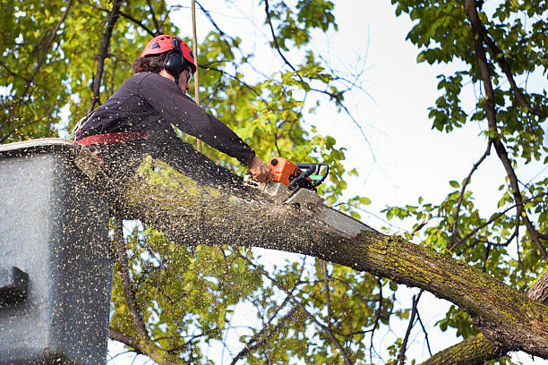 Best Lawn Disease Treatment  in Sewanee, TN