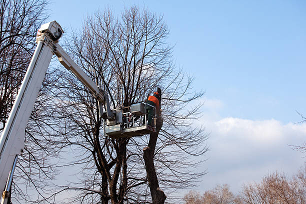 Best Palm Tree Trimming  in Sewanee, TN